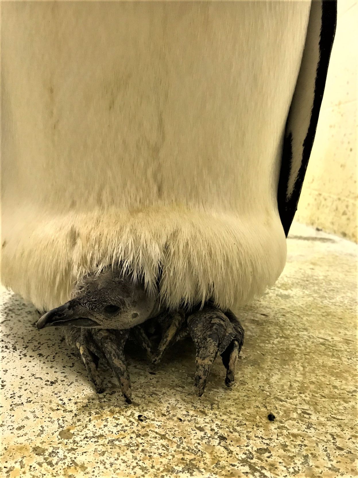 Chick Hatched on March 16 at 10 Days Old